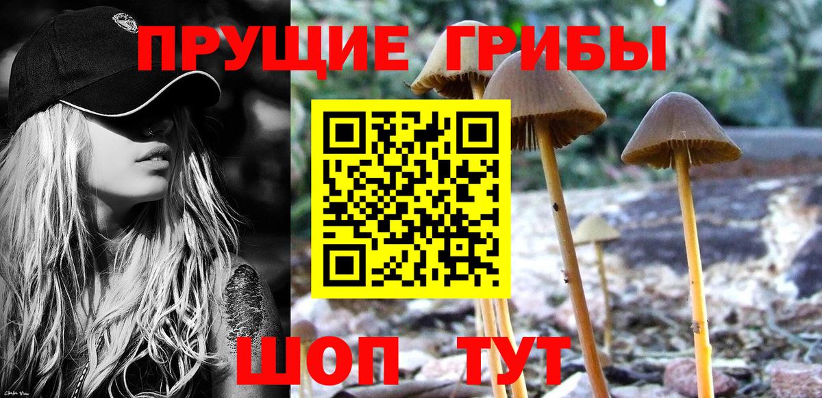 Галлюциногенные грибы Psilocybe Елабуга